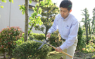生垣の刈り込み